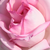 Rózsaszín - Teahibrid rózsa - Madame Maurice de Luze